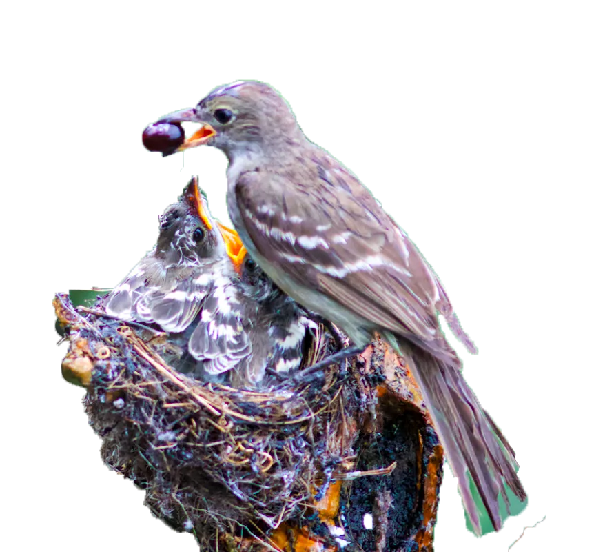 Ave Alimentando seus Filhotes - Nossa Revoada, Instituto Retrisz