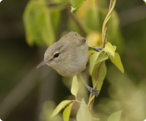 Aves com os Valores e Visão do Instituto Retriz