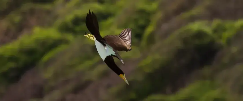 Aves de Noronha - Ave em Voo