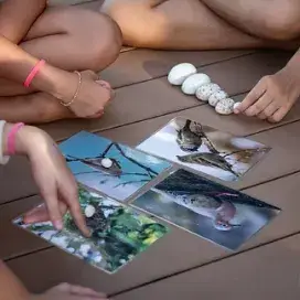 Educação Ambiental - Aves de Noronha