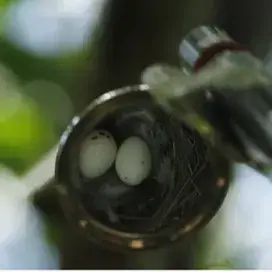 Monitoramento Reprodutivo - Aves de Noronha