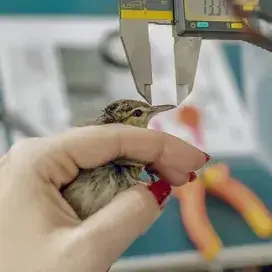 Pesquisa - Aves de Noronha