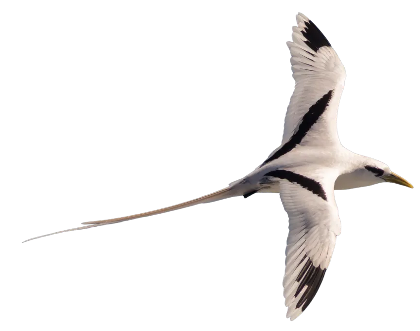 Rabo de junco de bico amarelo_Phaethon lepturus Heideger Nascimento (1) 1