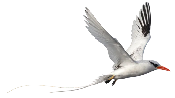 rabo-de-palha-de-bico-vermelho (Phaethon aethereus) - Instituto Retriz